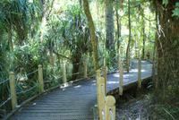 Weg zum Tane Mahuta &ndash; &copy; Susanne Schirmann (Eberhardt TRAVEL)
