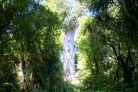 Tane Mahuta (2) &ndash; &copy; Susanne Schirmann (Eberhardt TRAVEL)