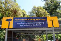 Tane Mahuta (5) &ndash; &copy; Susanne Schirmann (Eberhardt TRAVEL)