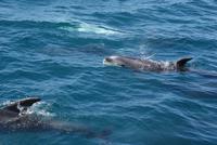 Delphine zu Besuch &ndash; &copy; Susanne Schirmann (Eberhardt TRAVEL)