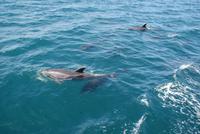 Delphine zu Besuch (2) &ndash; &copy; Susanne Schirmann (Eberhardt TRAVEL)