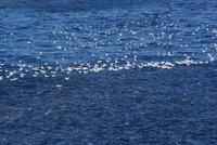 Fischschwarm &ndash; &copy; Susanne Schirmann (Eberhardt TRAVEL)