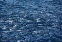 Fischschwarm (2) &ndash; &copy; Susanne Schirmann (Eberhardt TRAVEL)