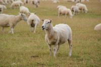 Schafe (2) &ndash; &copy; Susanne Schirmann (Eberhardt TRAVEL)