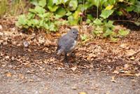 Robin (2) &ndash; &copy; Susanne Schirmann (Eberhardt TRAVEL)