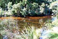 Swamp Forest Walk (3) &ndash; &copy; Susanne Schirmann (Eberhardt TRAVEL)
