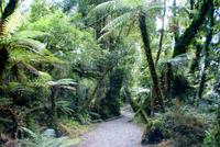 Swamp Forest Walk (6) &ndash; &copy; Susanne Schirmann (Eberhardt TRAVEL)
