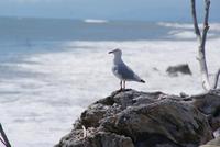 tierischer Besuch &ndash; &copy; Susanne Schirmann (Eberhardt TRAVEL)