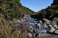Wairere Stream &ndash; &copy; Katja Neumann (Eberhardt TRAVEL)