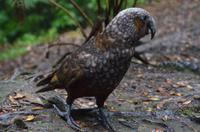 Kaka &ndash; &copy; Katja Neumann (Eberhardt TRAVEL)