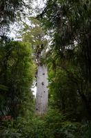 Tane Mahuta &ndash; &copy; Katja Neumann (Eberhardt TRAVEL)
