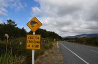 Vorsicht Kiwi! &ndash; &copy; Katja Neumann (Eberhardt TRAVEL)