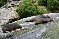 Milford Sound - Seebären &ndash; &copy; Katja Neumann (Eberhardt TRAVEL)