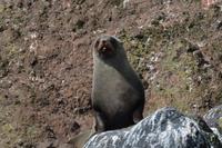 Neuseeländischer Seebär &ndash; &copy; Katja Neumann (Eberhardt TRAVEL)