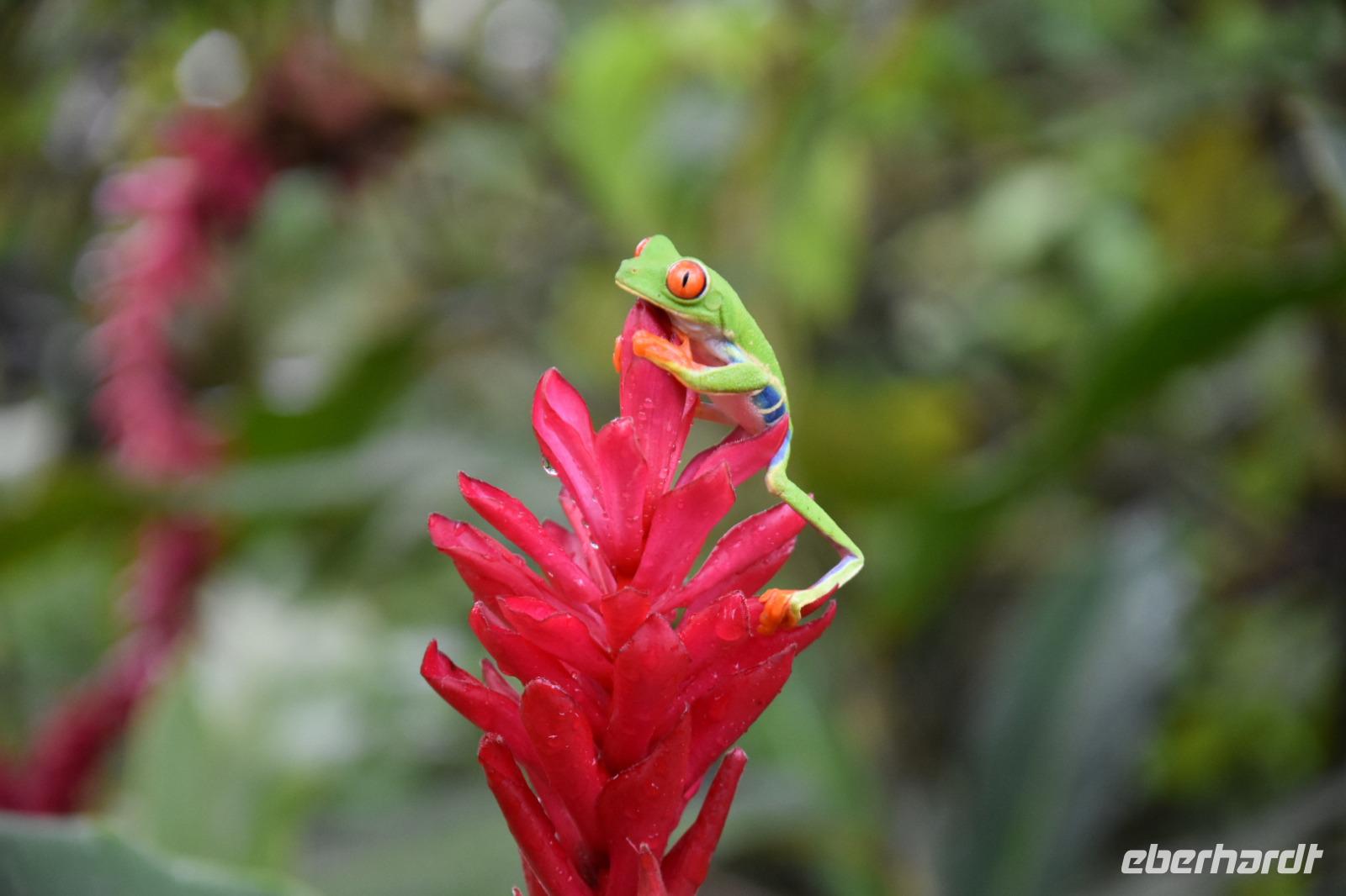 La Fortuna &ndash; &copy; Eric Richter (Eberhardt TRAVEL)