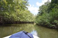 Sierpe Fluss &ndash; &copy; Eric Richter (Eberhardt TRAVEL)