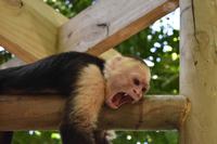 Nationalpark Manuel Antonio &ndash; &copy; Eric Richter (Eberhardt TRAVEL)