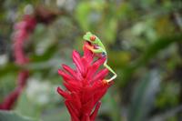 La Fortuna &ndash; &copy; Eric Richter (Eberhardt TRAVEL)