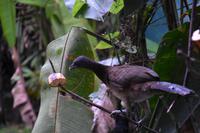 La Fortuna &ndash; &copy; Eric Richter (Eberhardt TRAVEL)
