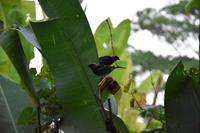 La Fortuna &ndash; &copy; Eric Richter (Eberhardt TRAVEL)