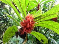 Rot im Urwald