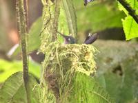 Pieps....hunger