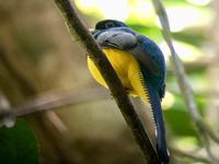 das ist DER Trogon