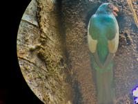 Quetzal no 4 von 5