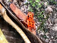 Roter Pfeilgiftfrosch viele Puenktchen