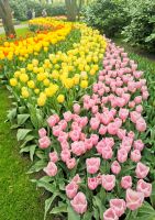 Keukenhof Lisse &ndash; &copy; Simone Willner (Eberhardt TRAVEL)