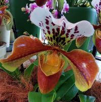 Orchideen Pavillon Keukenhof  &ndash; &copy; Simone Willner (Eberhardt TRAVEL)