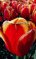 Keukenhof Lisse &ndash; &copy; Simone Willner (Eberhardt TRAVEL)
