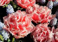 Keukenhof, Lisse &ndash; &copy; Simone Willner (Eberhardt TRAVEL)