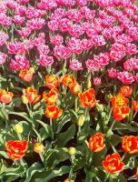 Keukenhof, Lisse &ndash; &copy; Simone Willner (Eberhardt TRAVEL)