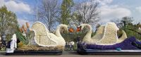 Schwäne aus Blumen, Blumencorso, Lisse