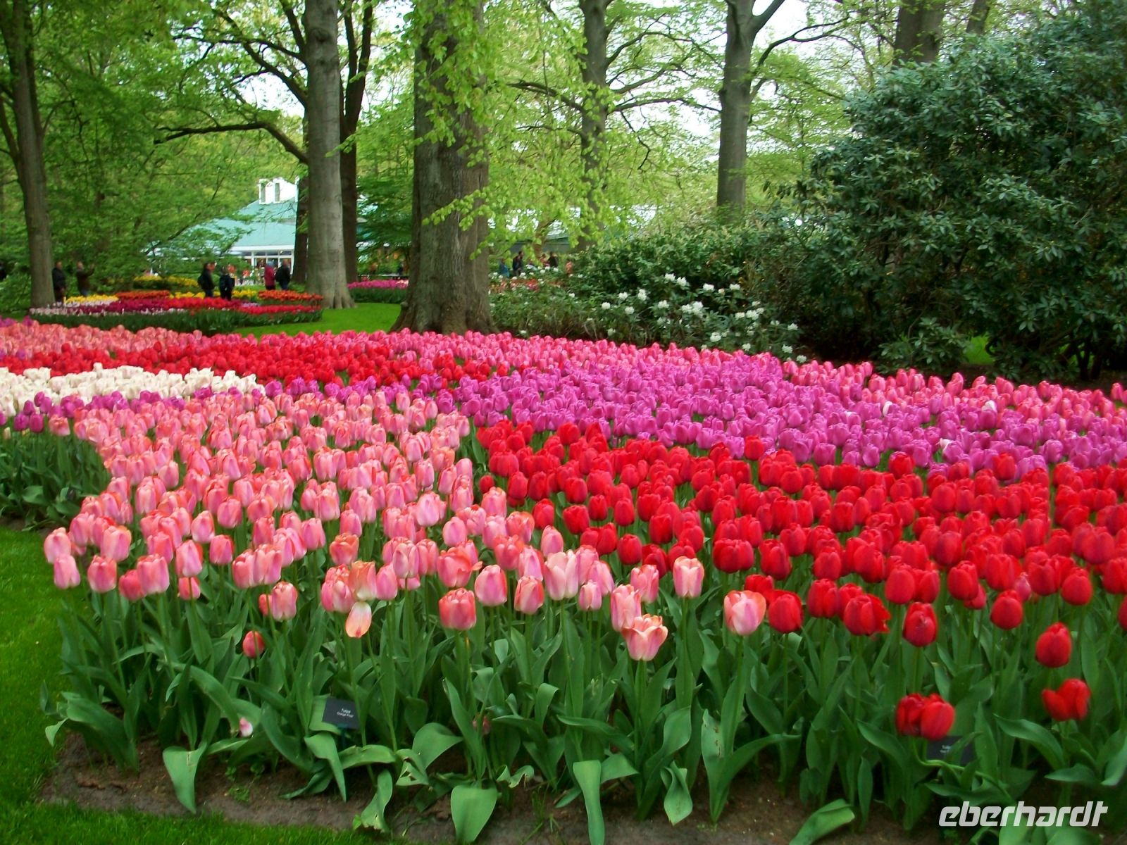 Im Keukenhof &ndash; &copy; Steffen Mucke (Eberhardt TRAVEL)