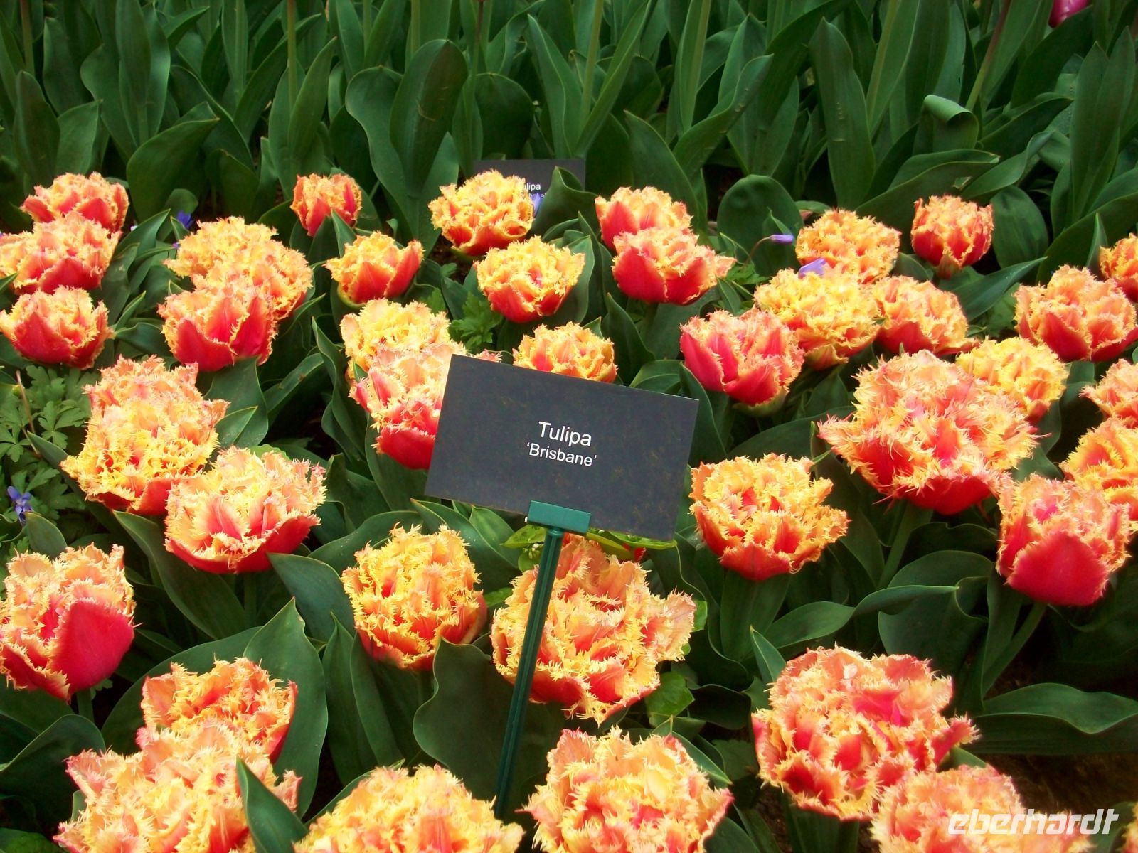 Im Keukenhof &ndash; &copy; Steffen Mucke (Eberhardt TRAVEL)