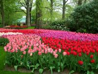 Im Keukenhof &ndash; &copy; Steffen Mucke (Eberhardt TRAVEL)