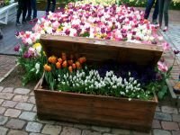 Im Keukenhof &ndash; &copy; Steffen Mucke (Eberhardt TRAVEL)