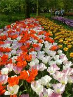 Tulpen in Lisse &ndash; &copy; Eva-Maria Strauß-Eberhardt (Eberhardt TRAVEL)