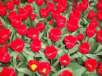 Im Keukenhof &ndash; &copy; Steffen Mucke (Eberhardt TRAVEL)