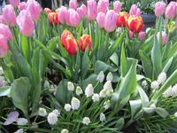 Lisse-Keuckenhof &ndash; &copy; Gisela Gerlach (Eberhardt TRAVEL)