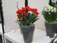 Lisse-Keuckenhof &ndash; &copy; Gisela Gerlach (Eberhardt TRAVEL)