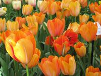 Lisse-Keuckenhof &ndash; &copy; Gisela Gerlach (Eberhardt TRAVEL)