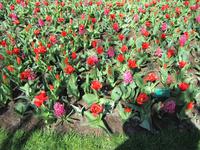 Lisse-Keuckenhof &ndash; &copy; Gisela Gerlach (Eberhardt TRAVEL)