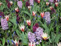 Lisse-Keuckenhof &ndash; &copy; Gisela Gerlach (Eberhardt TRAVEL)