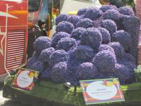 Lisse-Blumenkorso &ndash; &copy; Gisela Gerlach (Eberhardt TRAVEL)