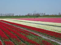 Holland-Tulpenfelder &ndash; &copy; Gisela Gerlach (Eberhardt TRAVEL)