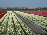 Holland-Tulpenfelder &ndash; &copy; Gisela Gerlach (Eberhardt TRAVEL)