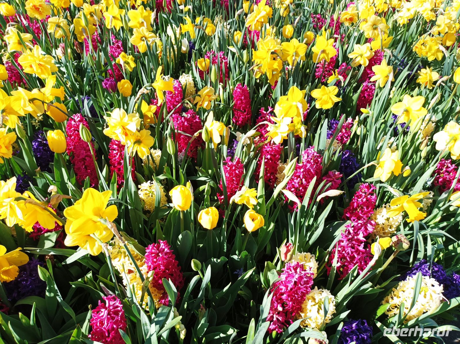 Keukenhof &ndash; &copy; Gisela Gerlach (Eberhardt TRAVEL)